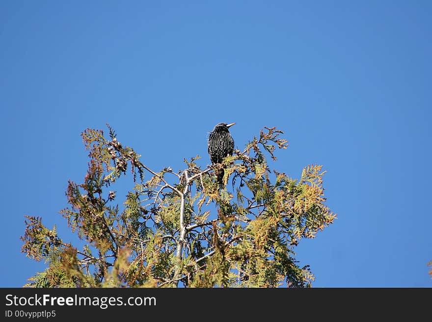 Starling