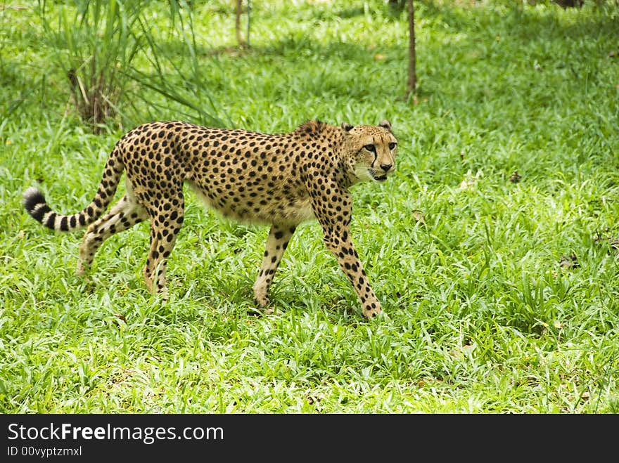 Walking cheetah on a green grass background. Shallow depth of field with the gepard in focus. Copy space in the right part of the photo.