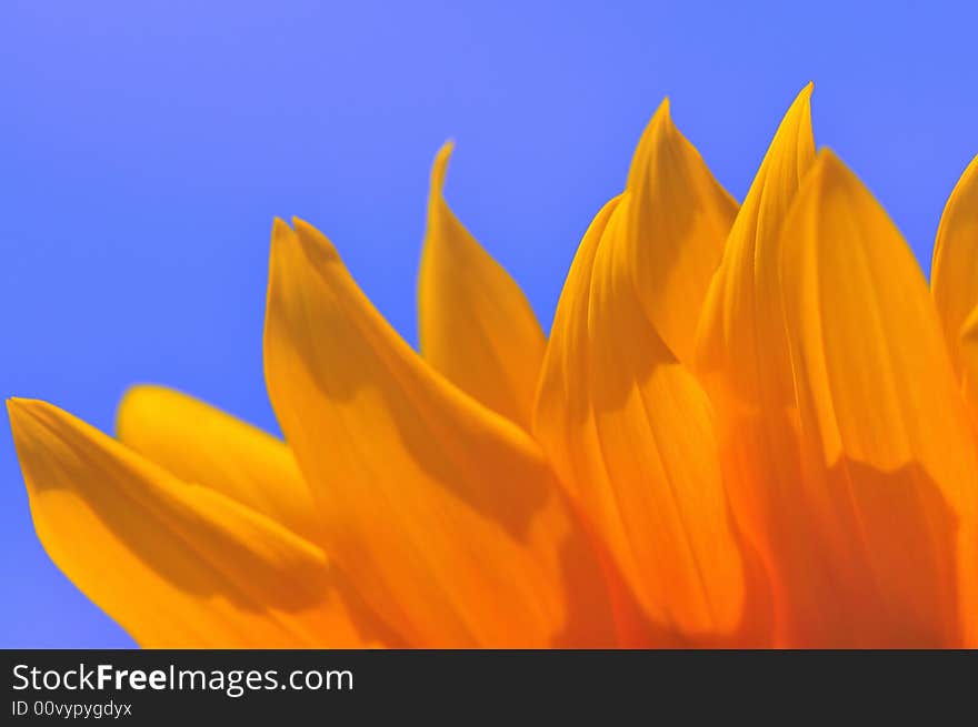 Beautiful close up photography of sunflower. Beautiful close up photography of sunflower