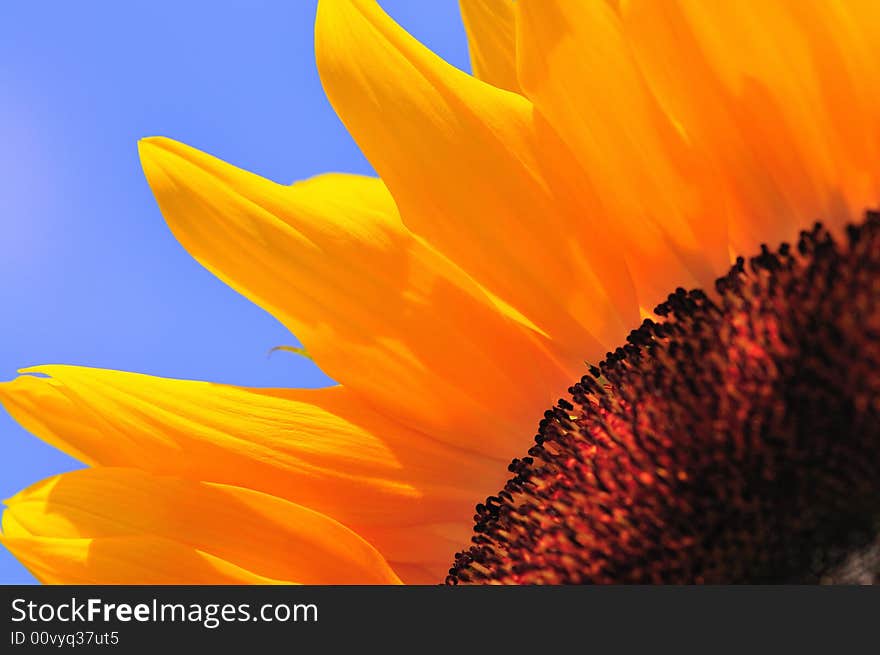 Beautiful close up photography of sunflower. Beautiful close up photography of sunflower