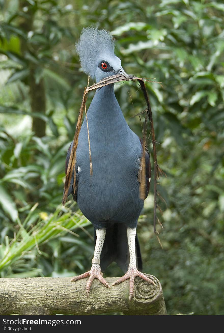 Victoria crowned pigeon holding building material for its nest in the beak.