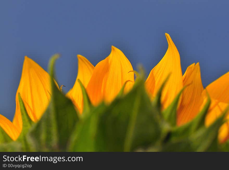 Beautiful close up photography of sunflower. Beautiful close up photography of sunflower