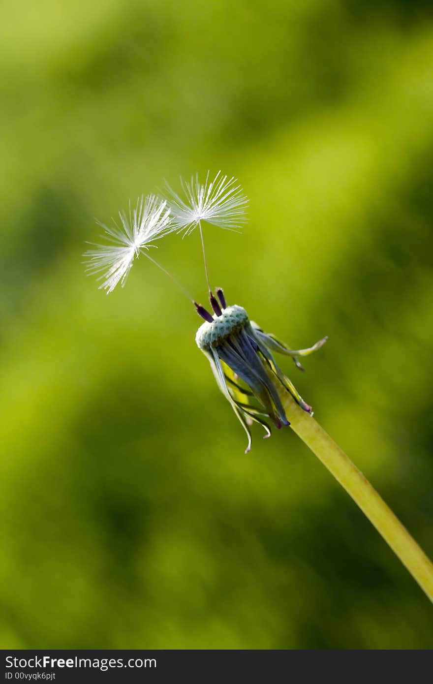 Dandelion with only two seeds in the wind