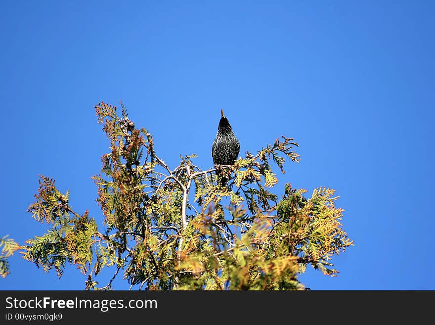 Starling