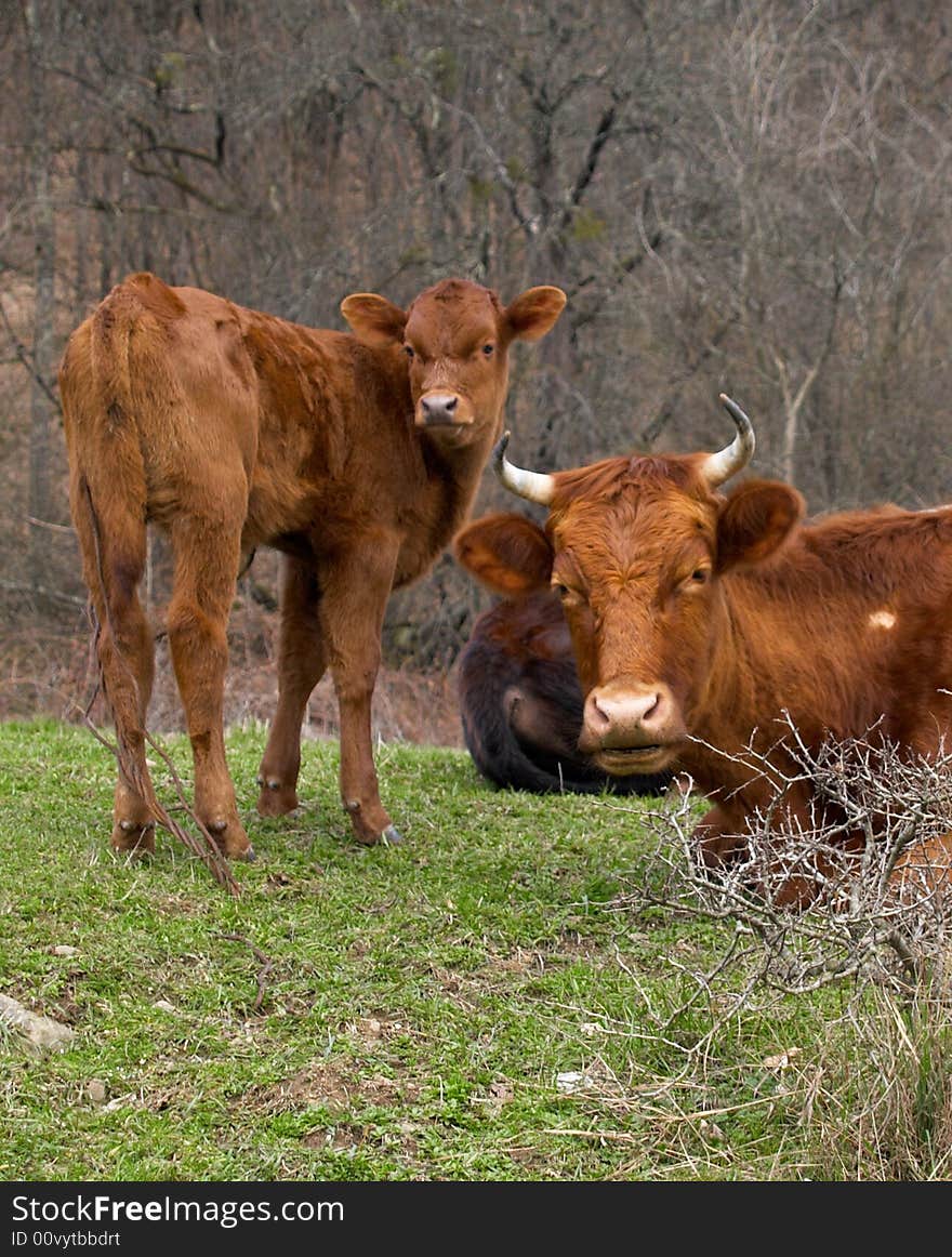 Pasture, cow, cows, halt, halt of cows, nature, farm, animal, cub