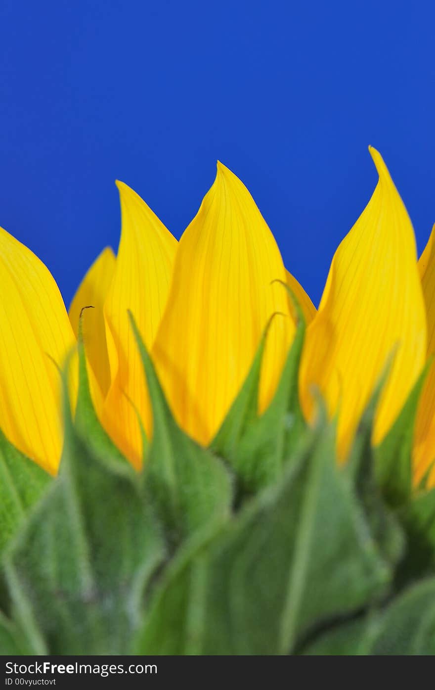 Beautiful close up photography of sunflower. Beautiful close up photography of sunflower