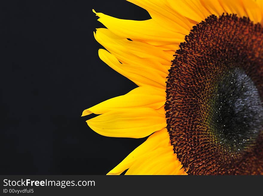 Beautiful close up photography of sunflower. Beautiful close up photography of sunflower