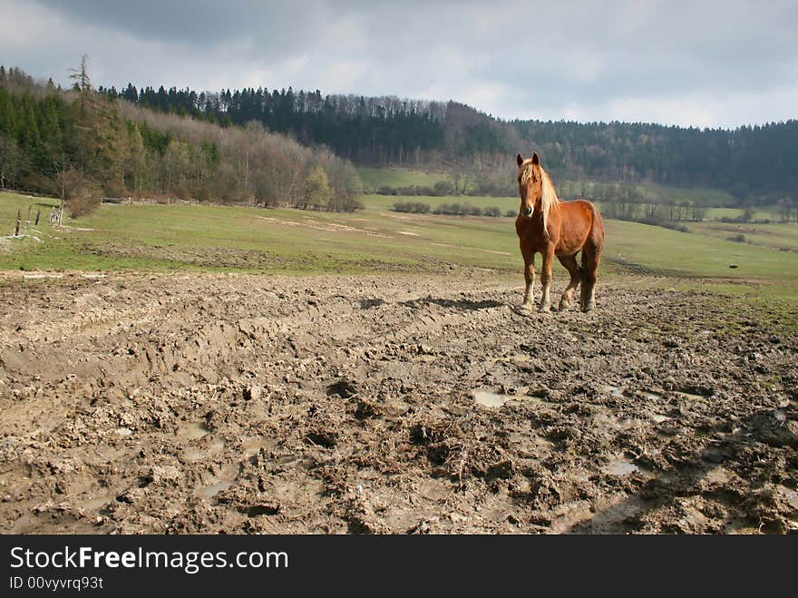 Landscape With Horse