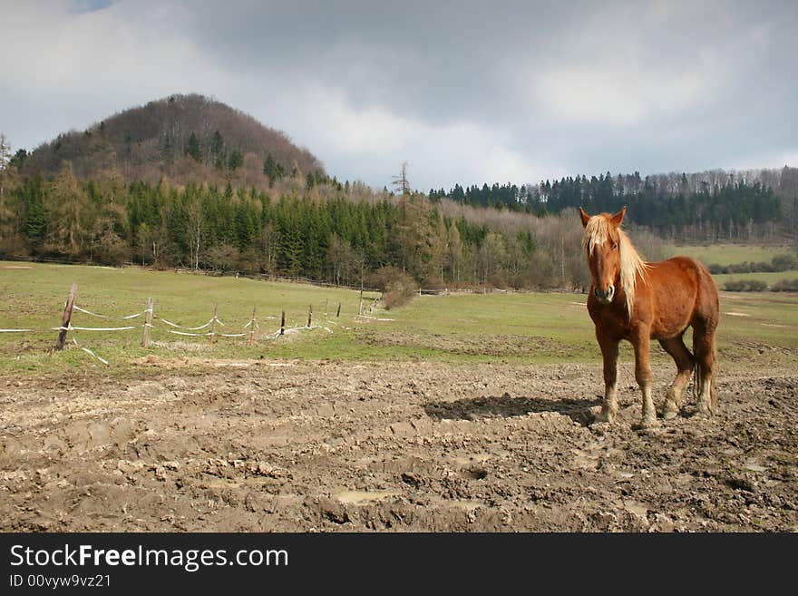 The horse and the hill