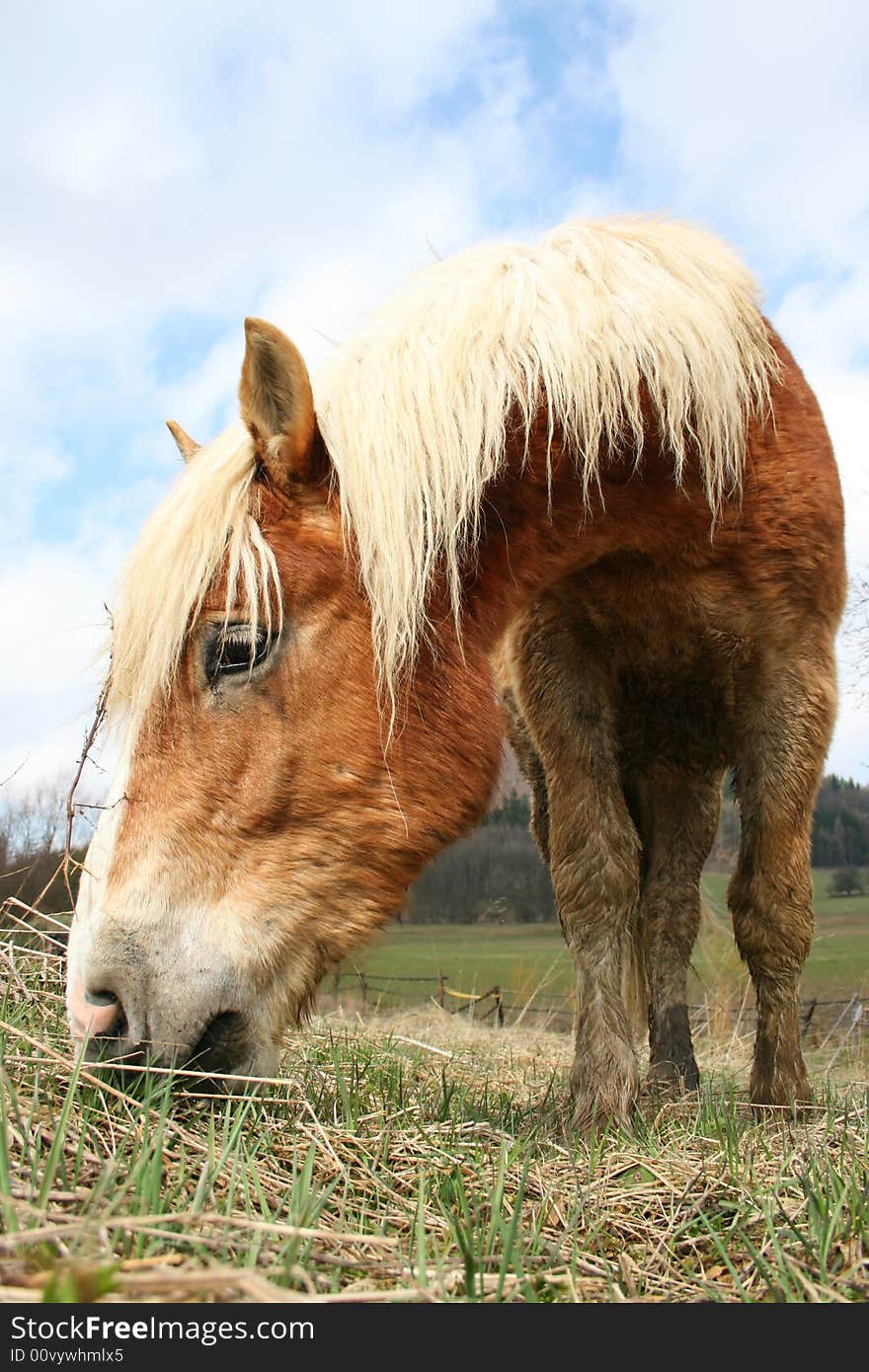 Horse and it´s mane