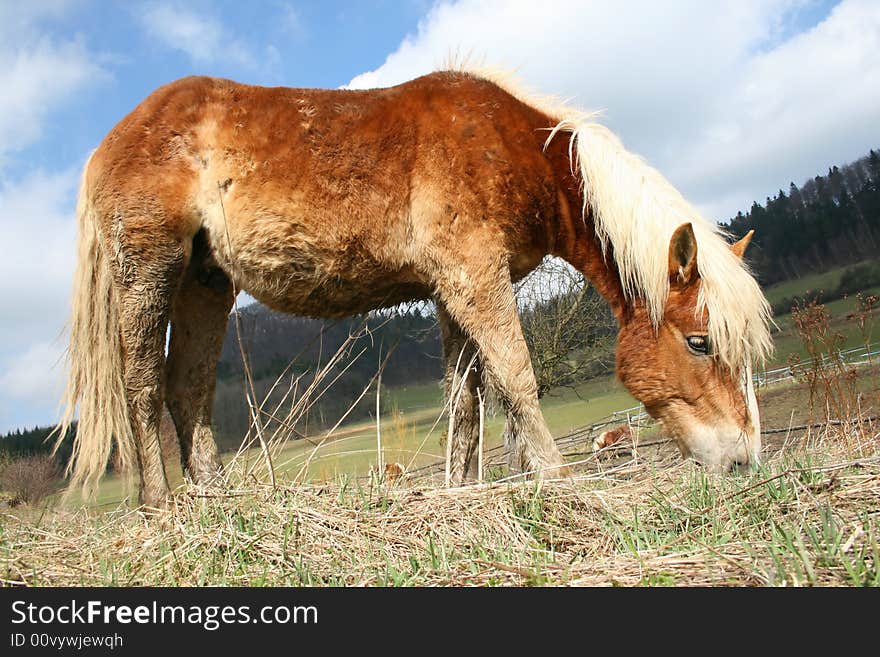 Brown Horse