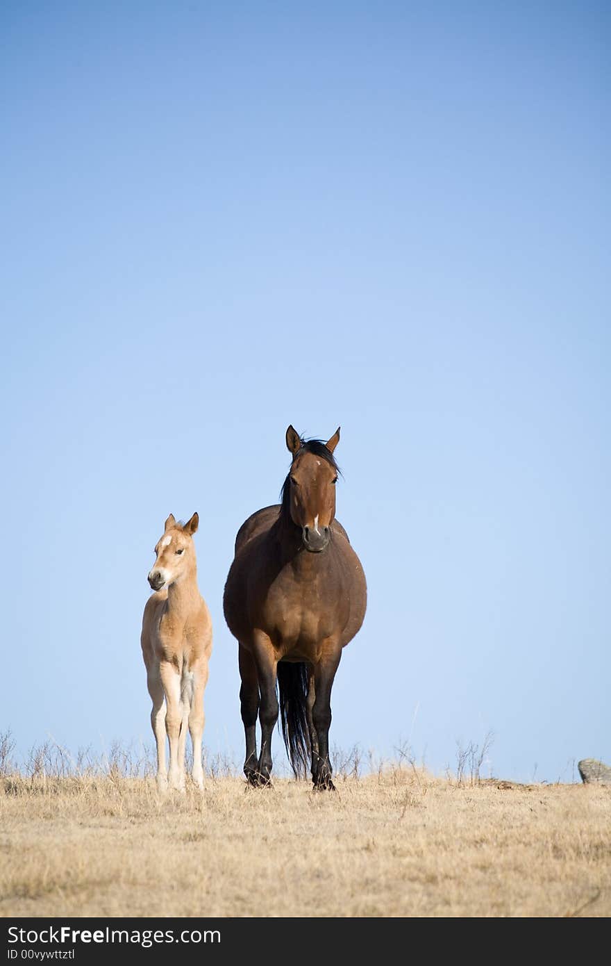 Quarter horse mare and foal