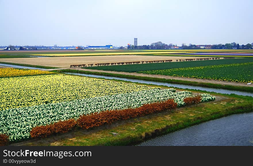 Field of daffodils in Keukenhof, Holland.