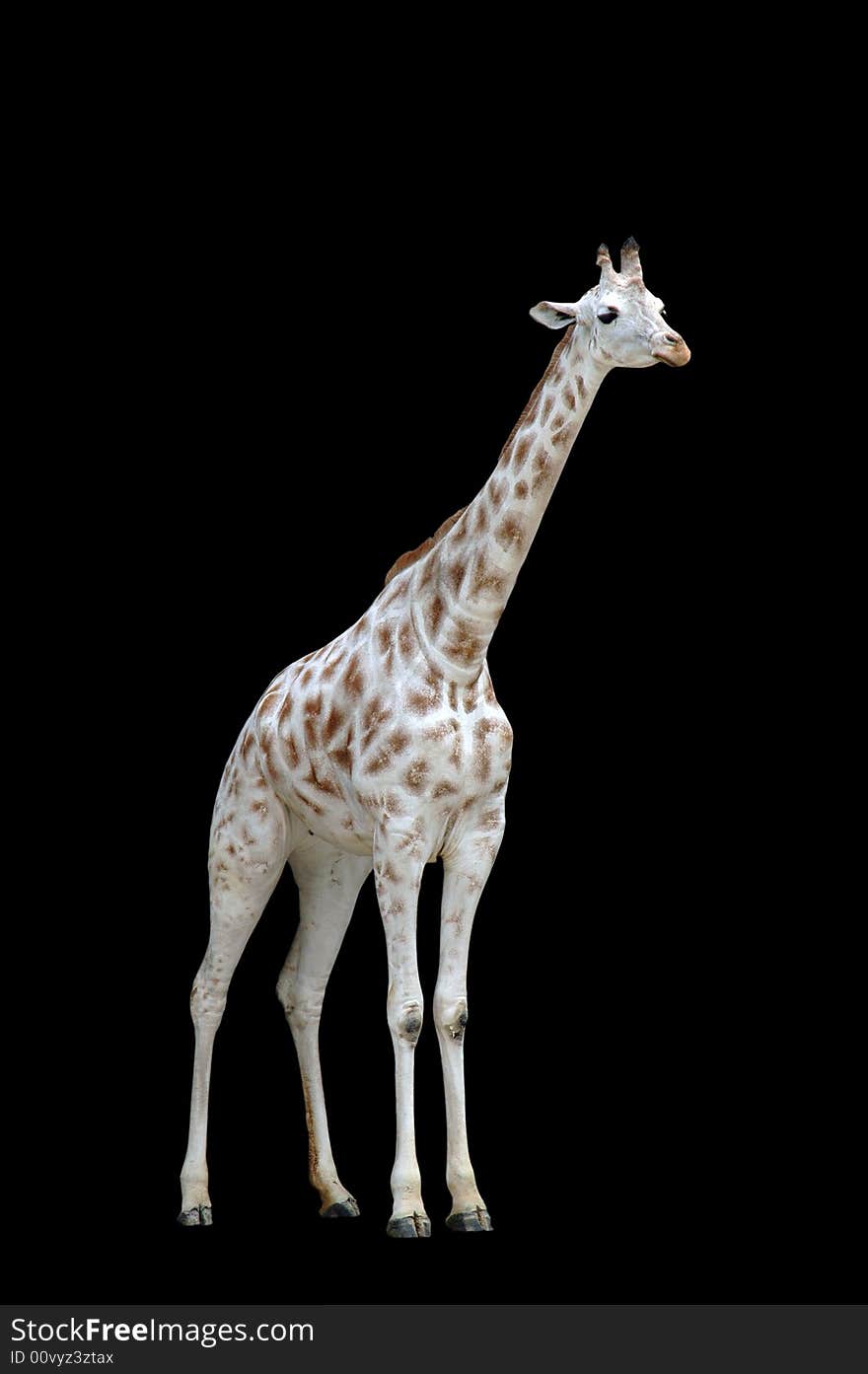 A isolated picture of a white giraffe on black background. A isolated picture of a white giraffe on black background