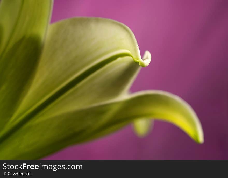 Close-up photo of green flower on violet background. Close-up photo of green flower on violet background