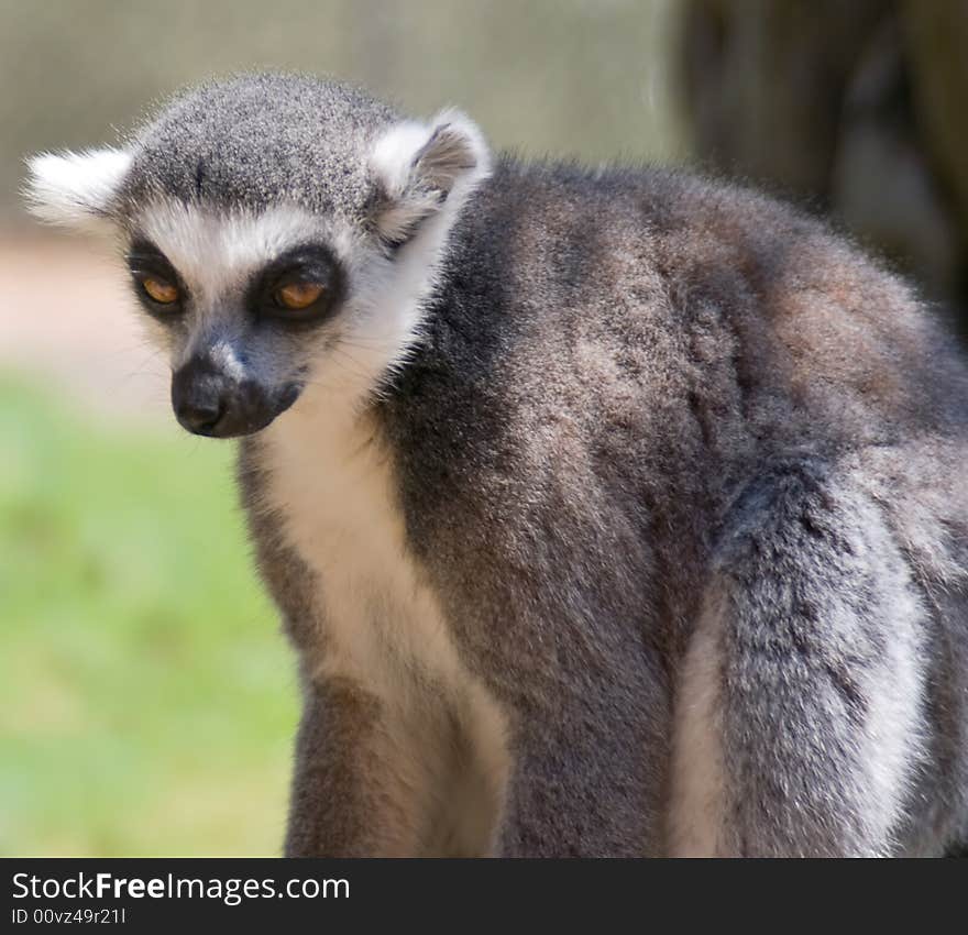 Closeup of Lemur in Jerusalem Bible Zoo