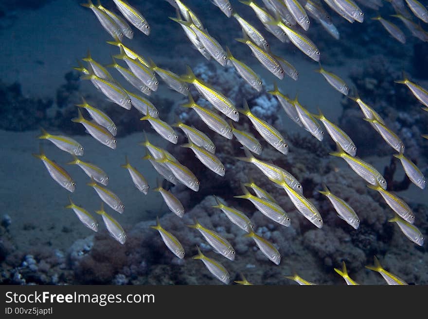 Yellowfin goatfish (mulloidichthys vanicolensis) taken in Na'ama Bay.