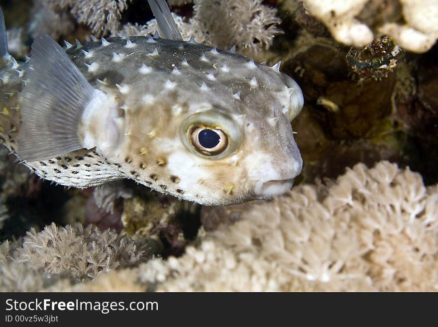 Yellowspotted burrfish (cyclichthys spilostylus taken in Na'ama Bay.