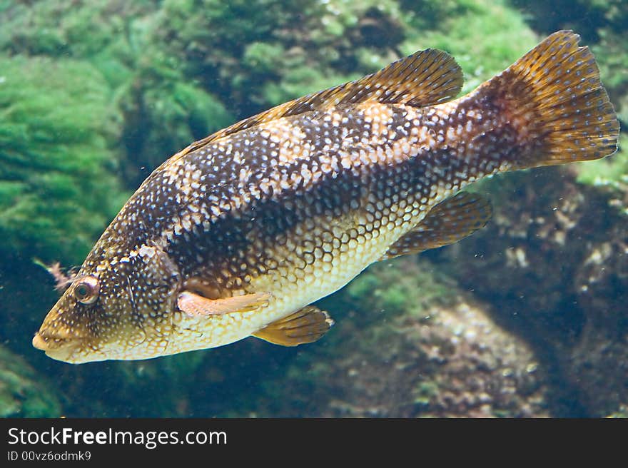 Portrait of nice ballan wrasse. Portrait of nice ballan wrasse