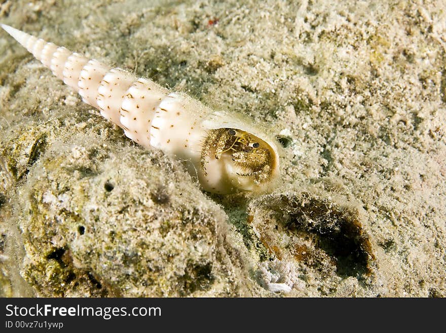 Reef hermit crab (dardanus lagopodos) in a crenulate auger (terebra crenulata) taken in Na'ama Bay.