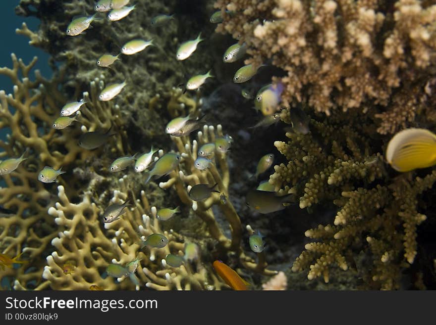 Blue green chromis (chromis viridis) taken in Na'ama Bay