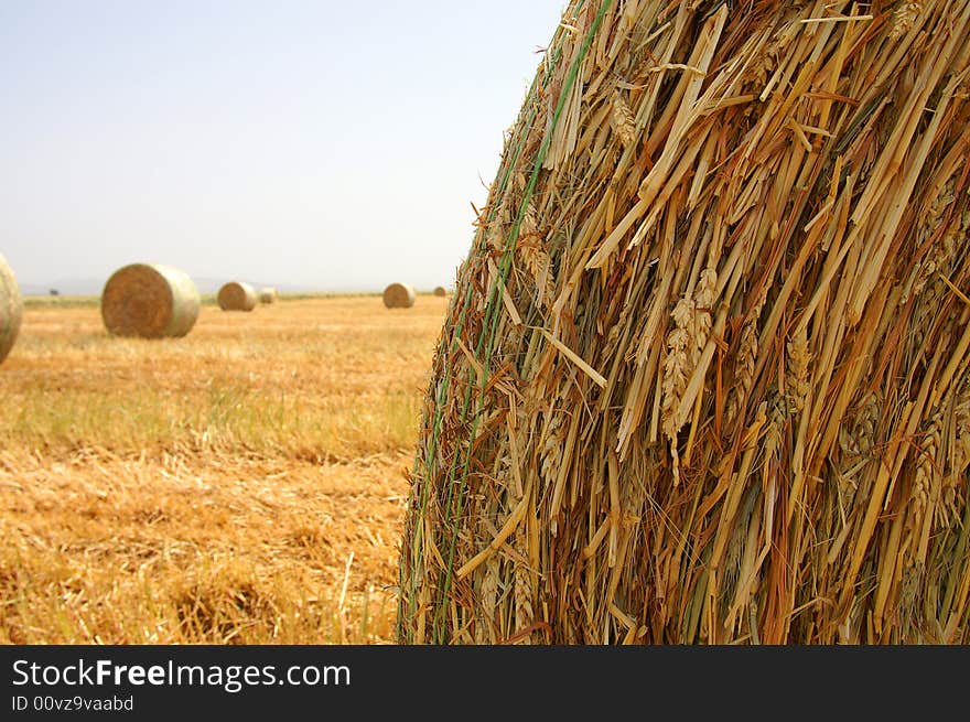 An image of a golden wheat gathered at the field. An image of a golden wheat gathered at the field