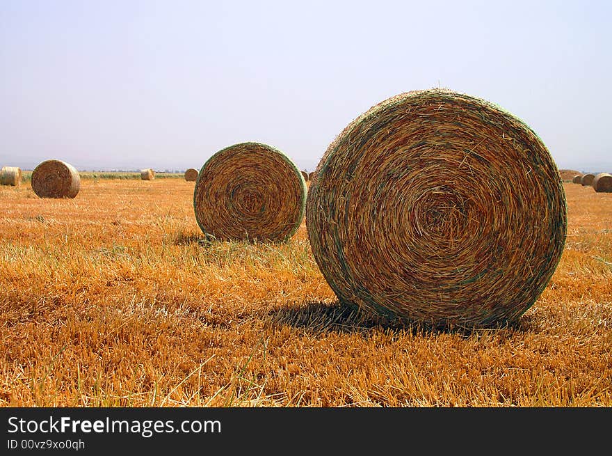 An image of a golden wheat field. An image of a golden wheat field