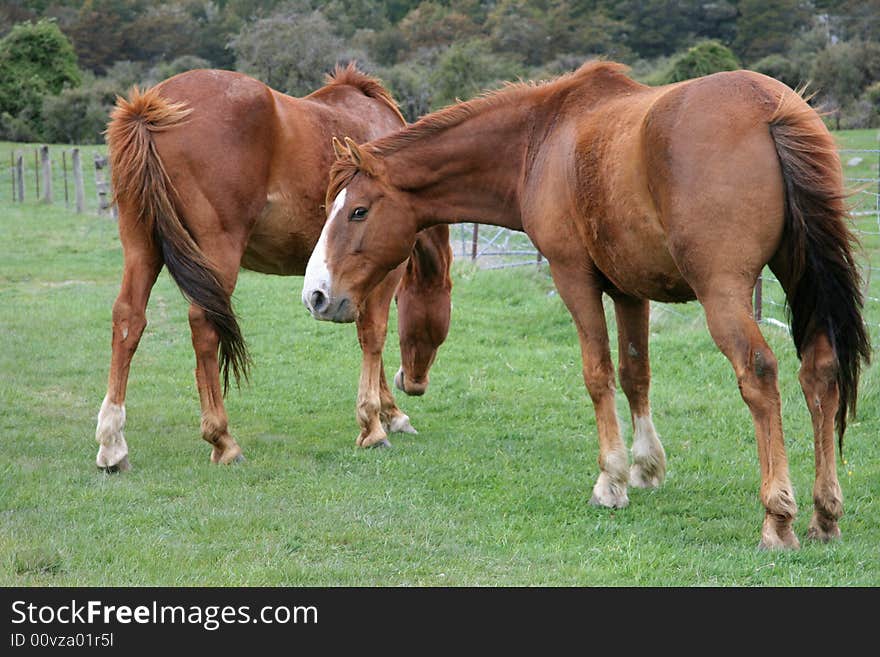 Horses grazing in a field, with one looking over curiously.