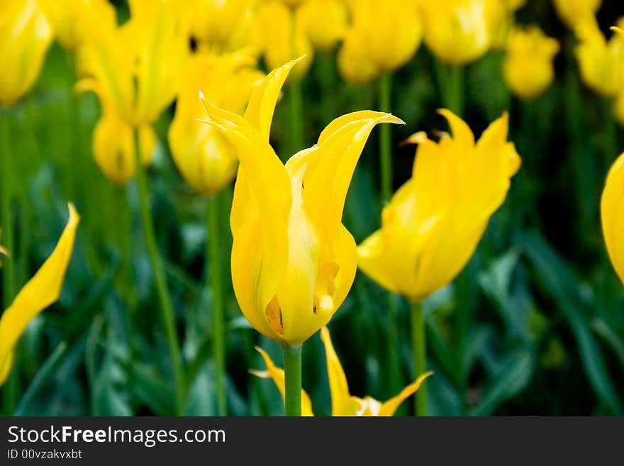 Beautiful flower. Beautiful flower from Bulgarian garden.