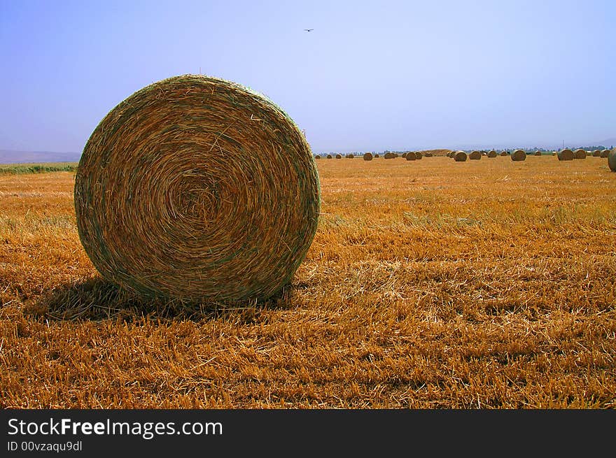 An image of a gathered wheat at the open field. An image of a gathered wheat at the open field