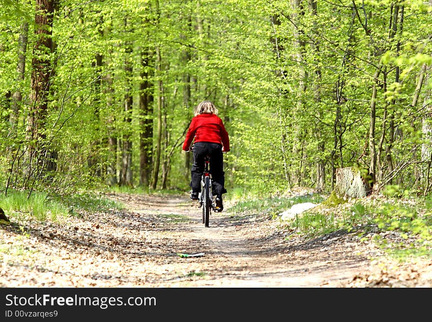 Road in forest