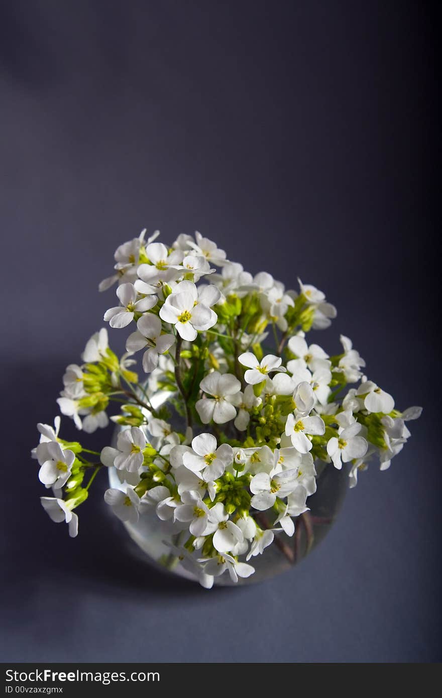 Bouquet of white Flowers