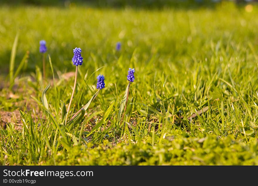 Spring Flowers