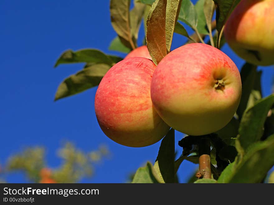 Red apples and leaves on blue sky