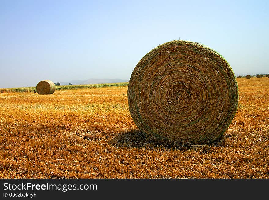 An image of gathered wheat at the open field. An image of gathered wheat at the open field