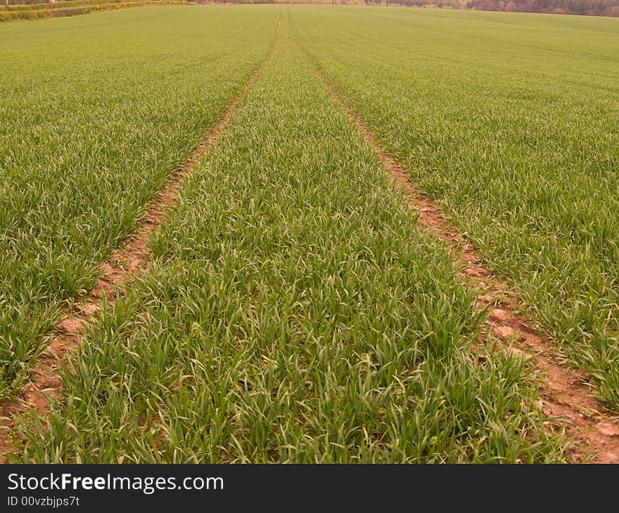 Young crops