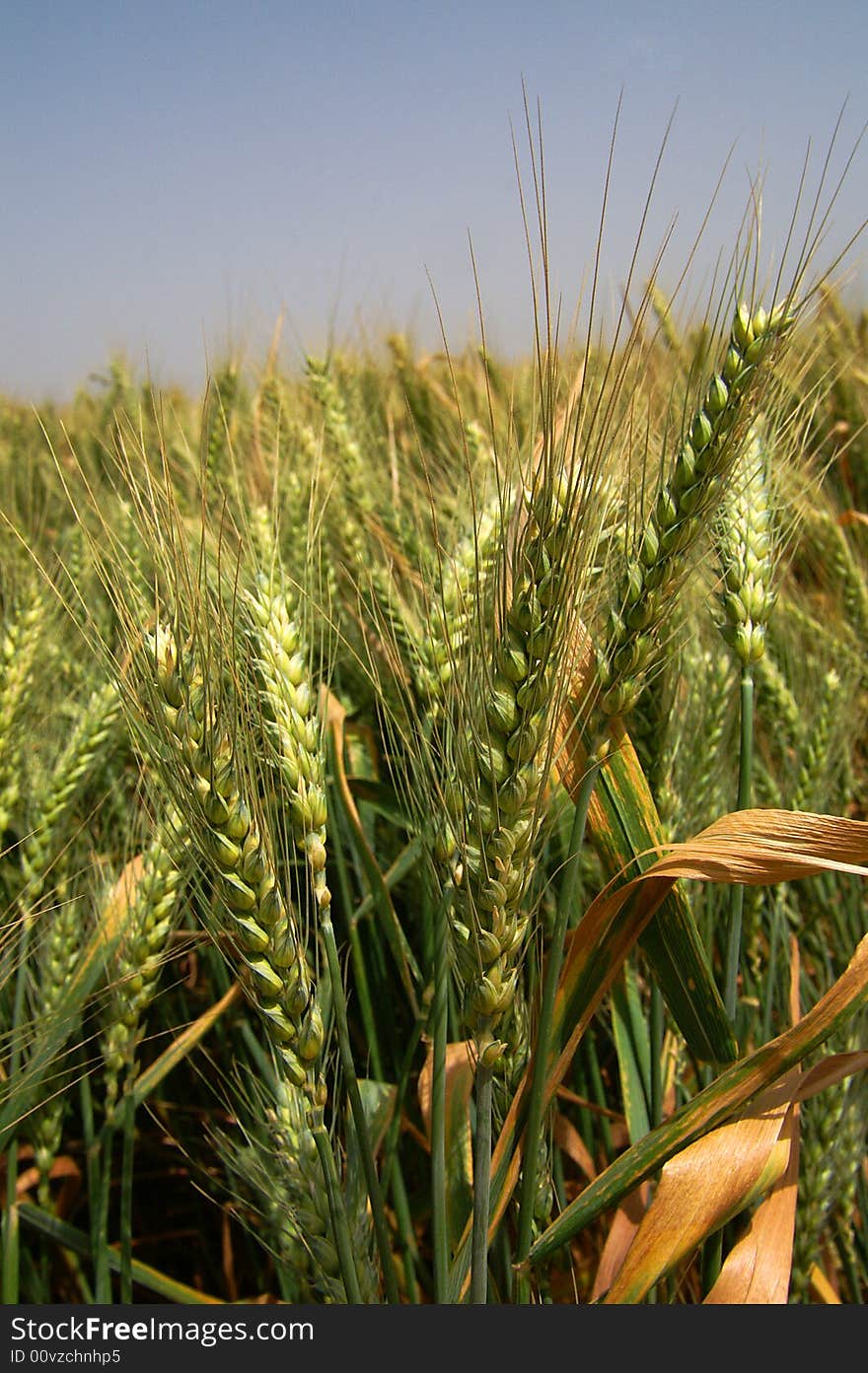 An image of a green wheat