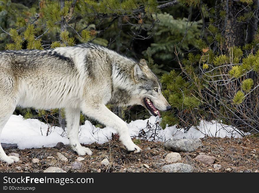 Shoot near Maligne Lake in Jasper National Park, Canada. Shoot near Maligne Lake in Jasper National Park, Canada