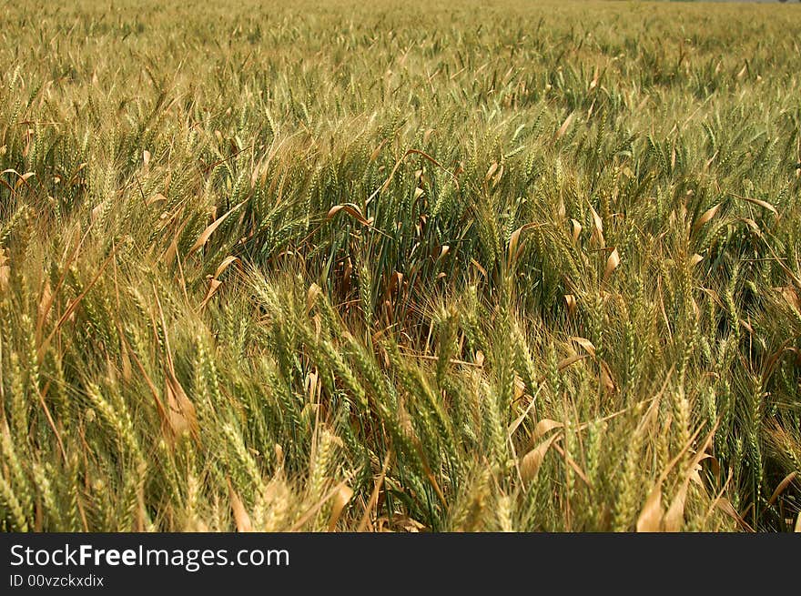 Green wheat field