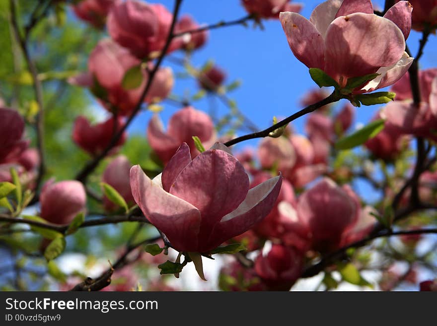 Magnolia - pink