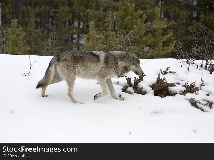 Shoot near Maligne Lake in Jasper National Park, Canada. Shoot near Maligne Lake in Jasper National Park, Canada