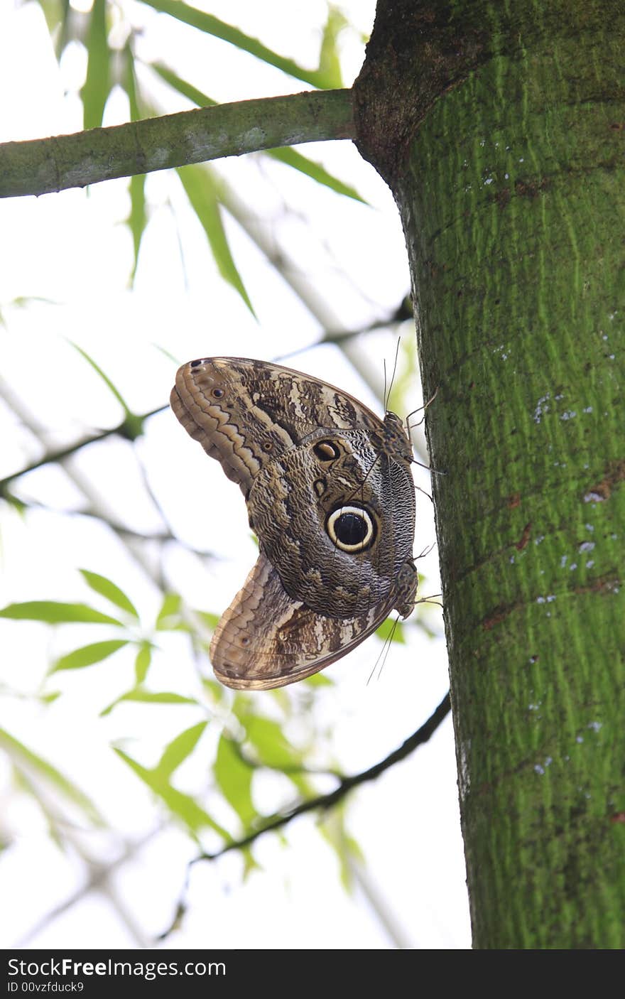 Two tropical butterflies copulating on the green bamboo trunk. Two tropical butterflies copulating on the green bamboo trunk.