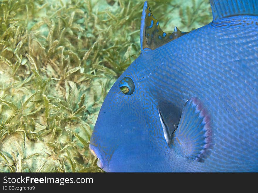 Blue triggerfish (pseudobalistes fuscus) taken in Na'ama Bay