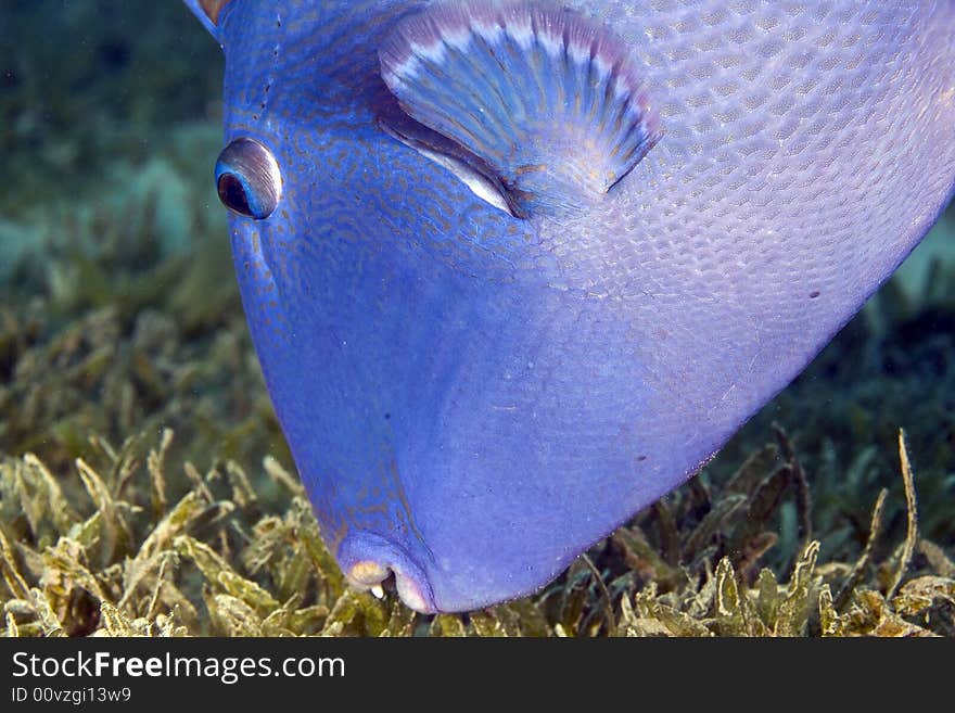 Blue triggerfish (pseudobalistes fuscus)