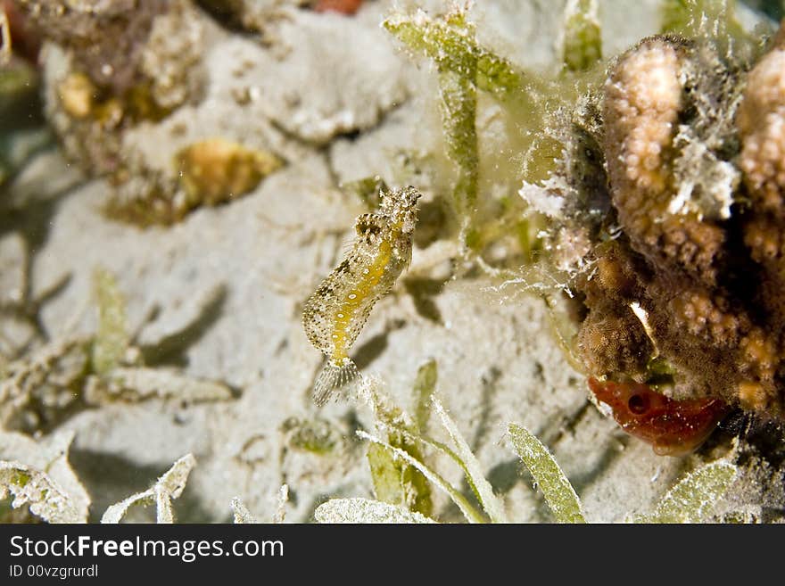 Highfin fang blenny (petroscirtes mitratus)