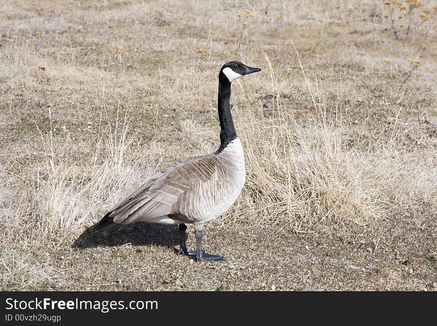 Canada goose.