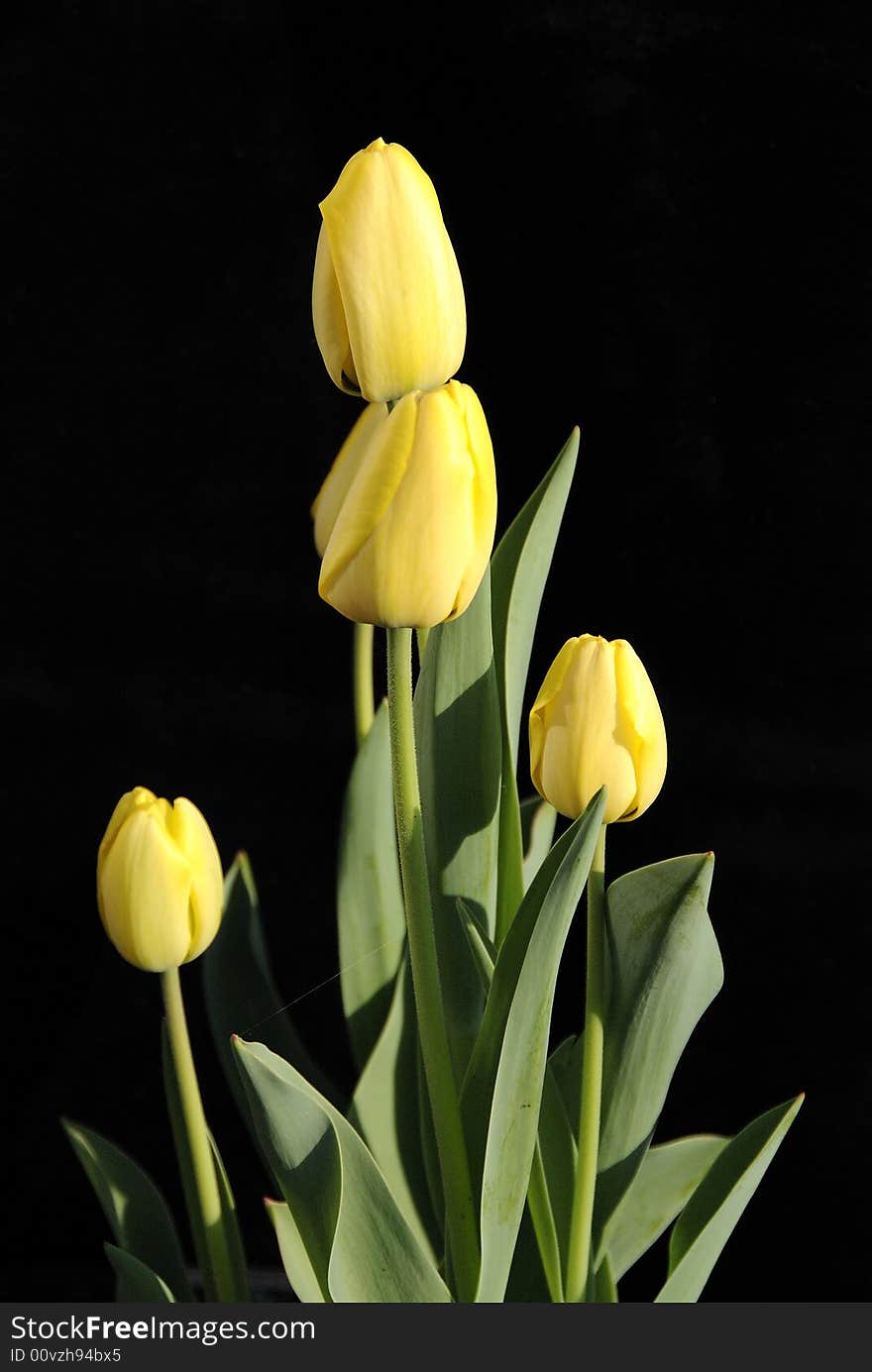 Spring Tulips on black backdrop. Spring Tulips on black backdrop