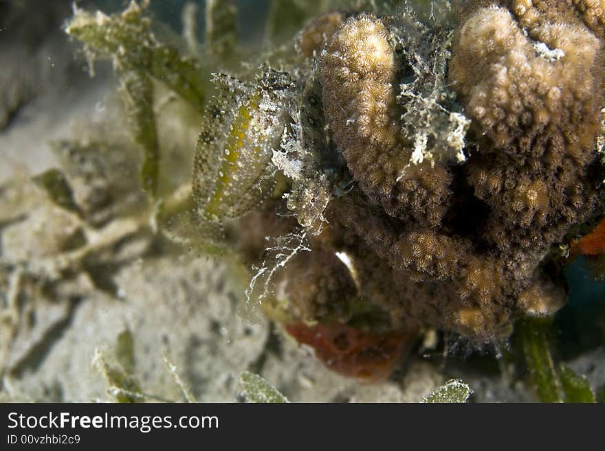 Highfin fang blenny (petroscirtes mitratus)