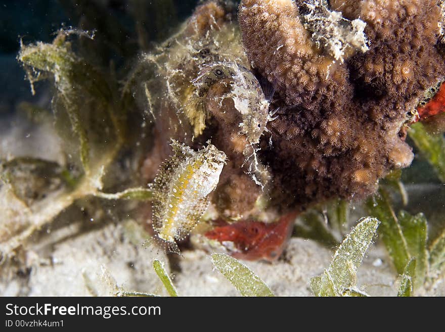 Highfin fang blenny (petroscirtes mitratus)