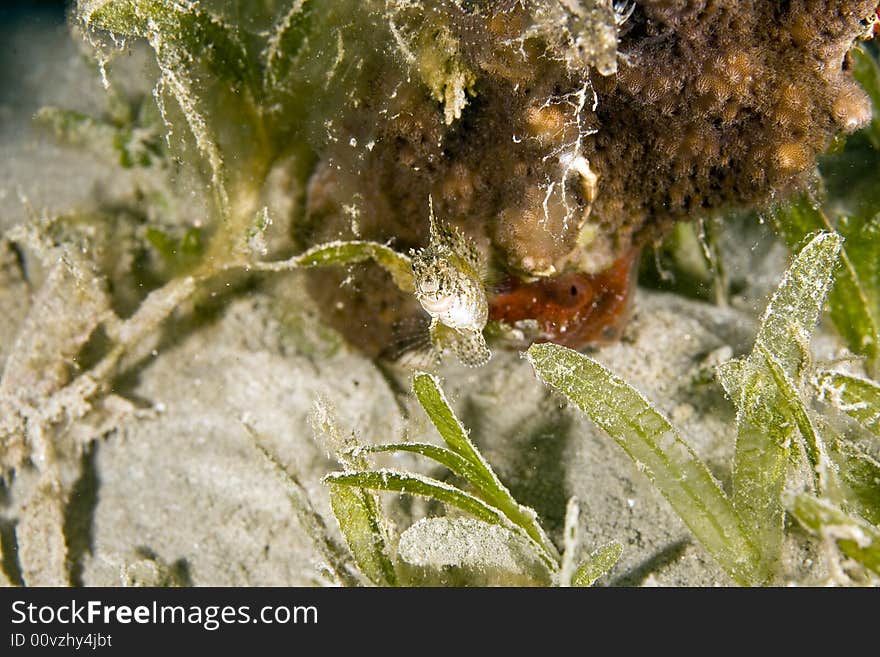 Highfin fang blenny (petroscirtes mitratus)